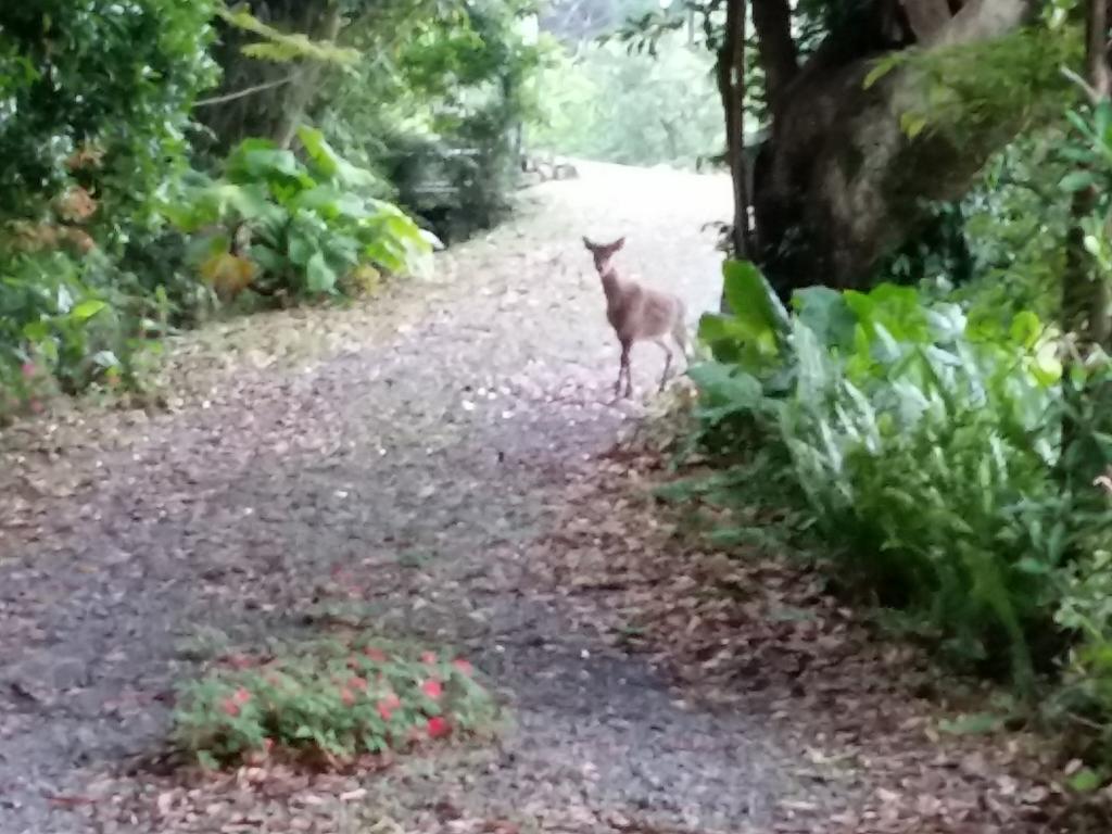 Hana Mana Villa Yakushima  Exteriör bild